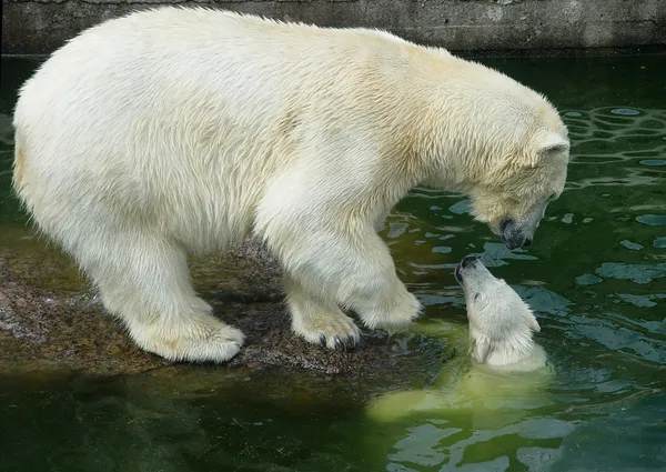 Белый медведь с детёнышем — стоковое фото