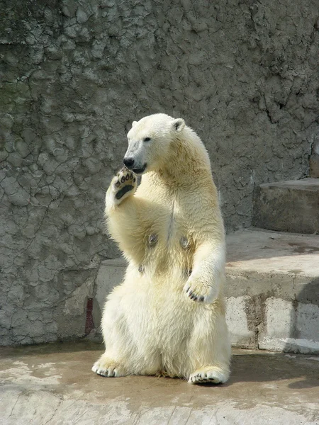 Osa polar — Foto de Stock