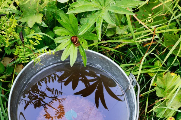 stock image Bucket with rainwater