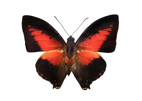 Röd och svart fjäril — Stockfoto