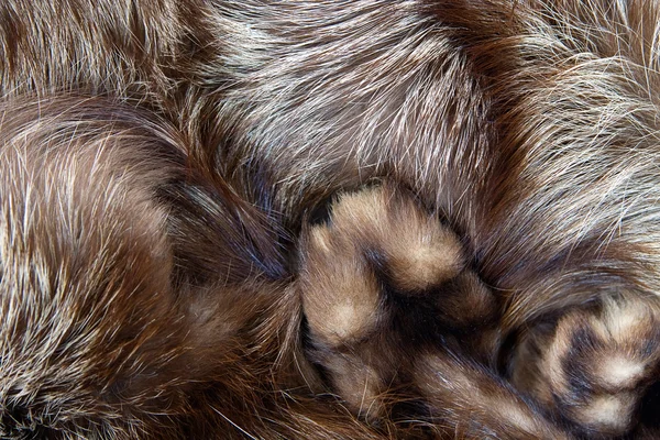 Ασημένια αλεπού γούνα με όπλα — Φωτογραφία Αρχείου