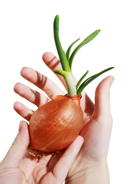 Sprouted bulb in the hands of a child — Stock Photo, Image