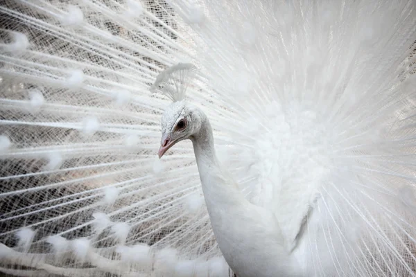 Witte Pauw — Stockfoto