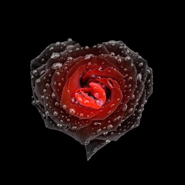 Черная и красная роза в форме сердца Стоковое Фото