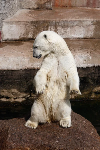 北极熊 图库图片
