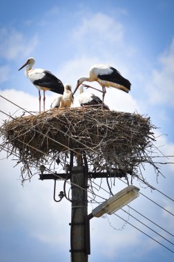 A family of storks clipart