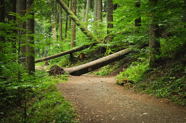 FALLEN TREE OVER THE ROAD — Stock Photo, Image