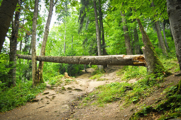 СЛЕДУЮЩАЯ ДОРОГА
