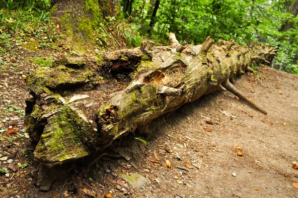 stock image Fallen tree