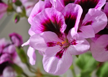 Geranium flowers clipart