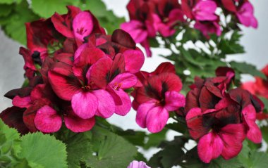 Burgundy geraniums clipart