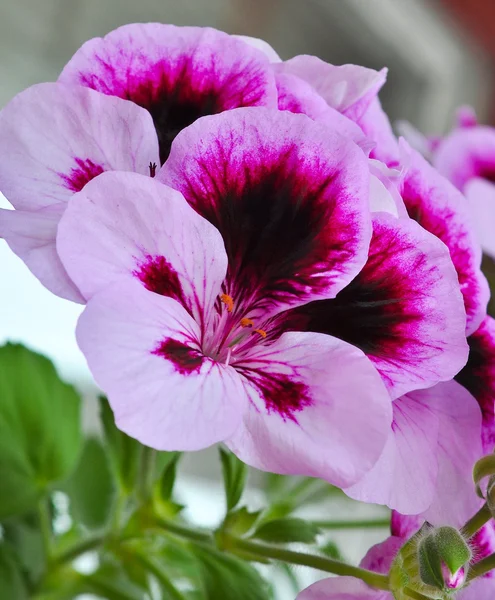Purple geranium — Stock Photo, Image