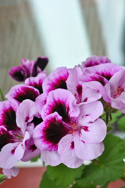 Flores de geranio rosa —  Fotos de Stock