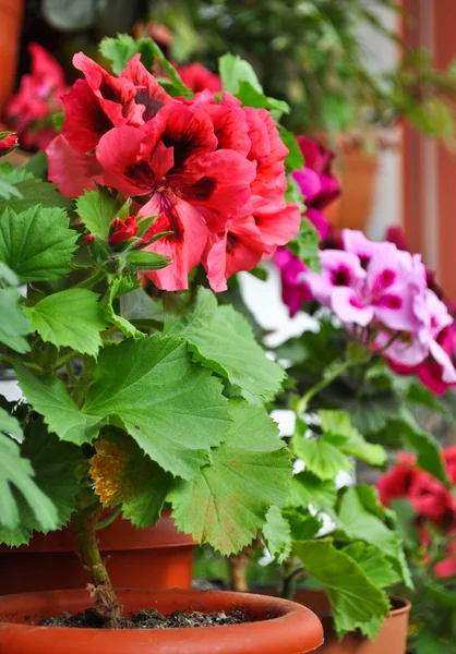 Geranium flowers — Stock Photo, Image