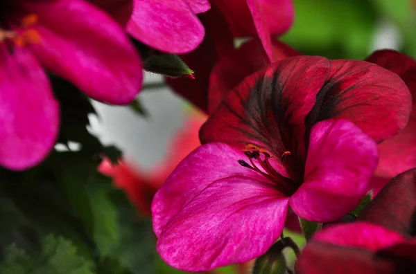 Burgundy geraniums — Stock Photo, Image