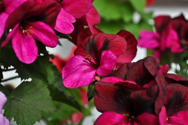 Burgundy geraniums — Stock Photo, Image
