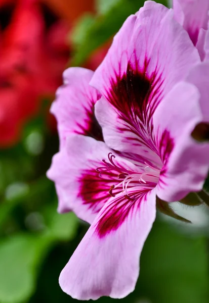 stock image Pink geranium flowers