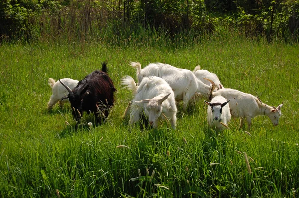 Grupa kóz — Zdjęcie stockowe