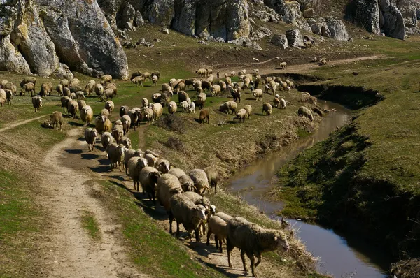 Sheep flock — Stock Photo, Image