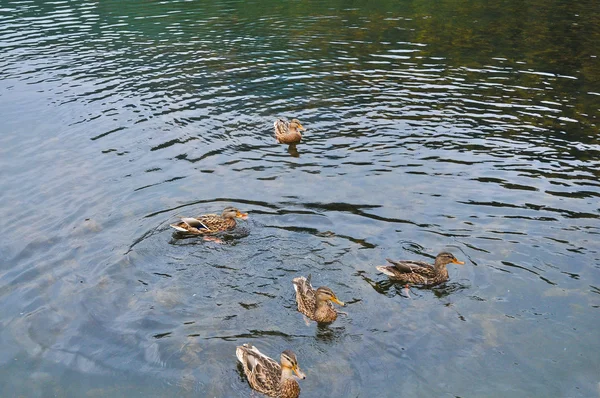 Pięć mallards w jeziorze — Zdjęcie stockowe