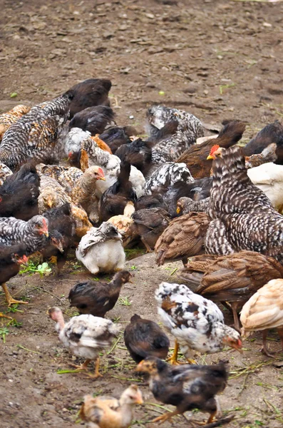 Hühner auf Bauernhof Stockbild