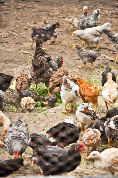 CHICKENS ON FARM — Stock Photo, Image