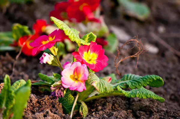 stock image Red spring flowers