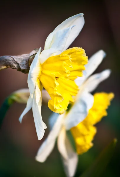 Påskliljor gul — Stockfoto