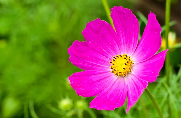 stock image Pink flower