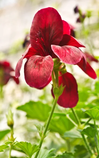 Červený květ — Stock fotografie