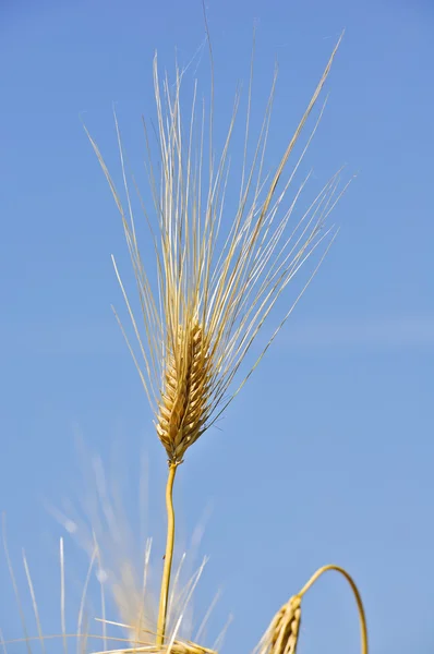 Пшеничное ухо — стоковое фото