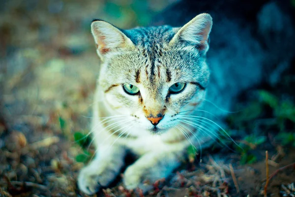 stock image Blue cat