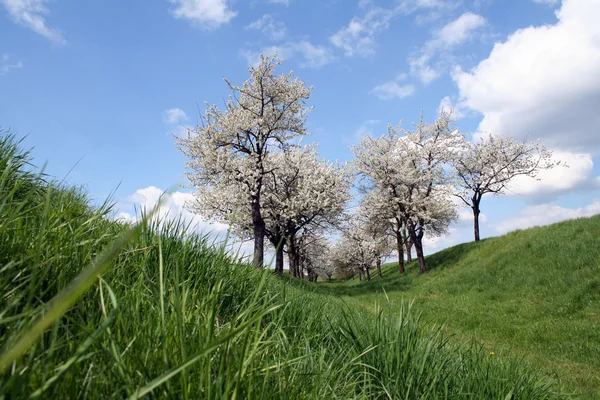 stock image Cherry Trees