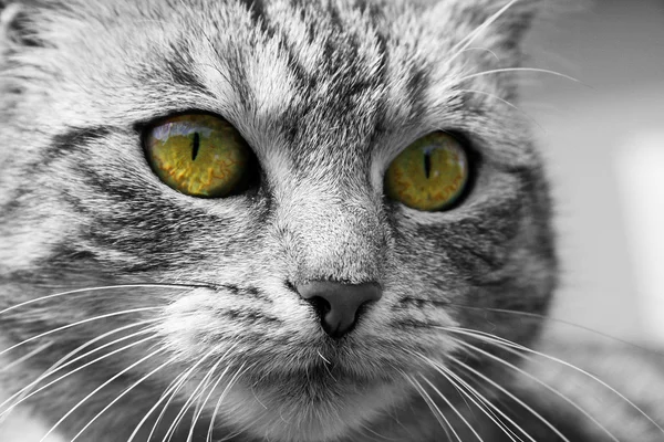 猫眼 — 图库照片
