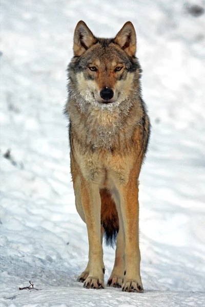Wolfportrait — ストック写真