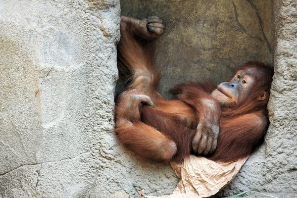 Orangután — Stock Fotó