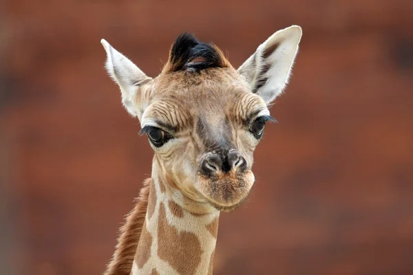 Jeune girafe — Photo
