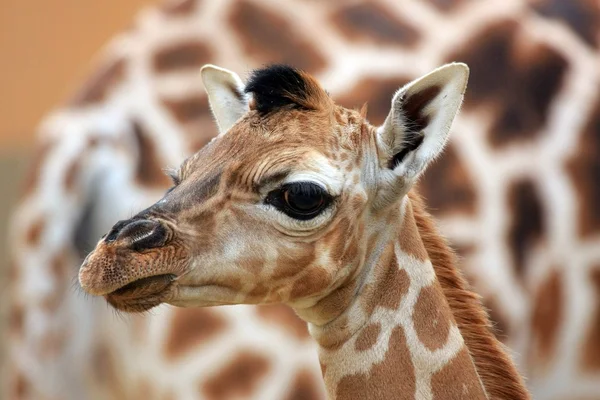 Young giraffe — Stock Photo, Image