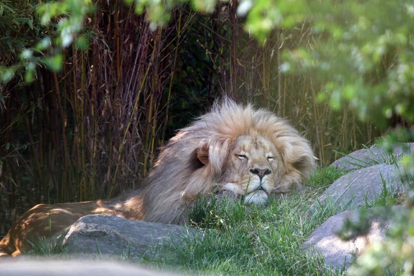 Nukkuva leijona — kuvapankkivalokuva