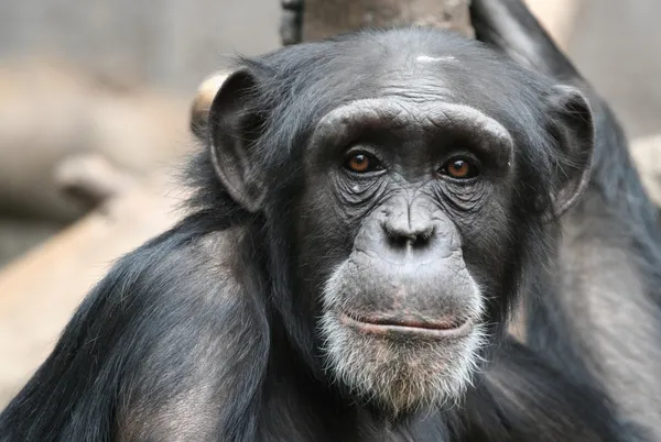 Chimpanzé Fotos De Bancos De Imagens