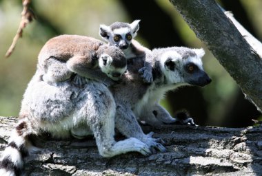 Ring-Tailed Maki