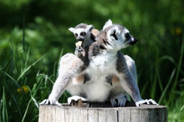 Ring-Tailed Maki