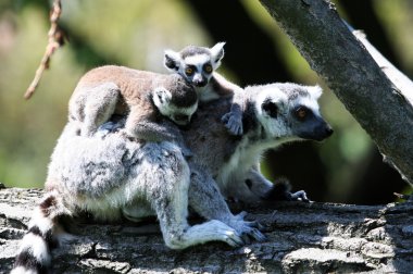 Ring-Tailed Maki