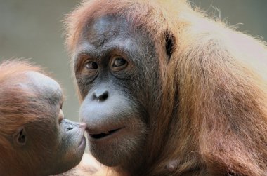 Mother orang utan with her baby clipart