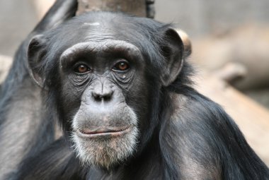 Chimpanzee clipart