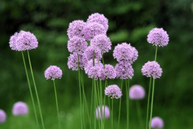 Allium