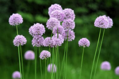 Allium