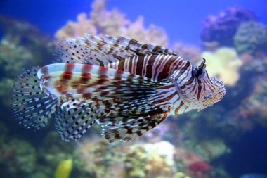 Kırmızı lionfish