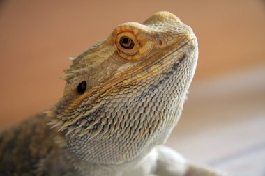 Bearded dragon clipart