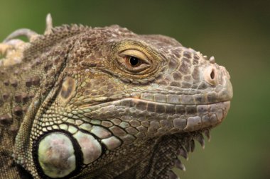 Yeşil iguana